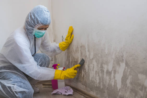 Best Attic Mold Removal  in Elkhorn, WI