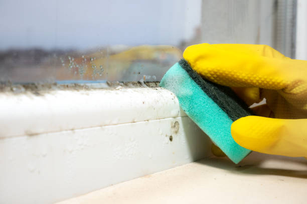 Best Mold Testing  in Elkhorn, WI