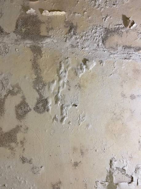 Best Home Mold Removal  in Elkhorn, WI