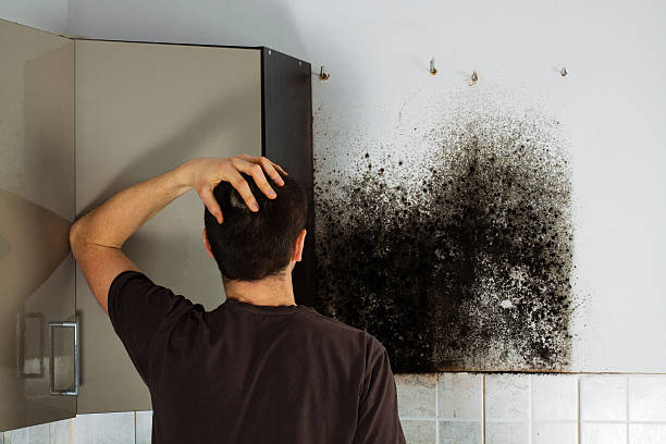 Best Residential Mold Removal  in Elkhorn, WI